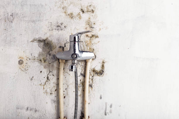 Best Home Mold Removal  in Cherokee, IA