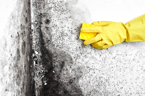 Best Certified Mold Removal  in Cherokee, IA