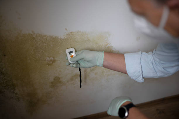 Best Toxic Mold Removal  in Cherokee, IA