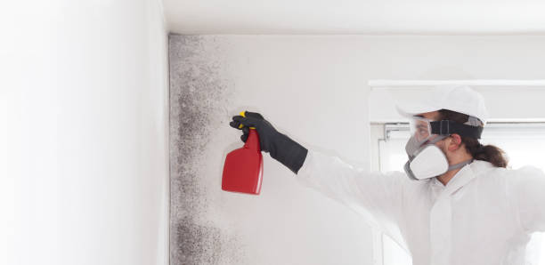 Best Office Mold Removal Services  in Cherokee, IA